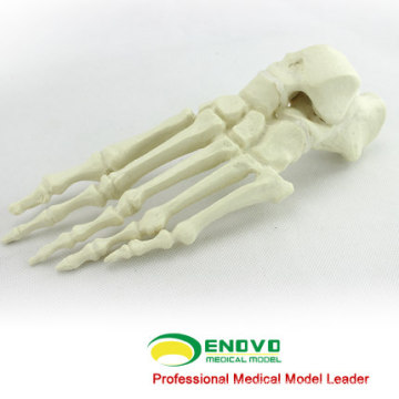 WHOLESALE SIMULATION BONE 12323 Medical Synthetic Foot Bone, Orthopaedics Practice Simulation Bone